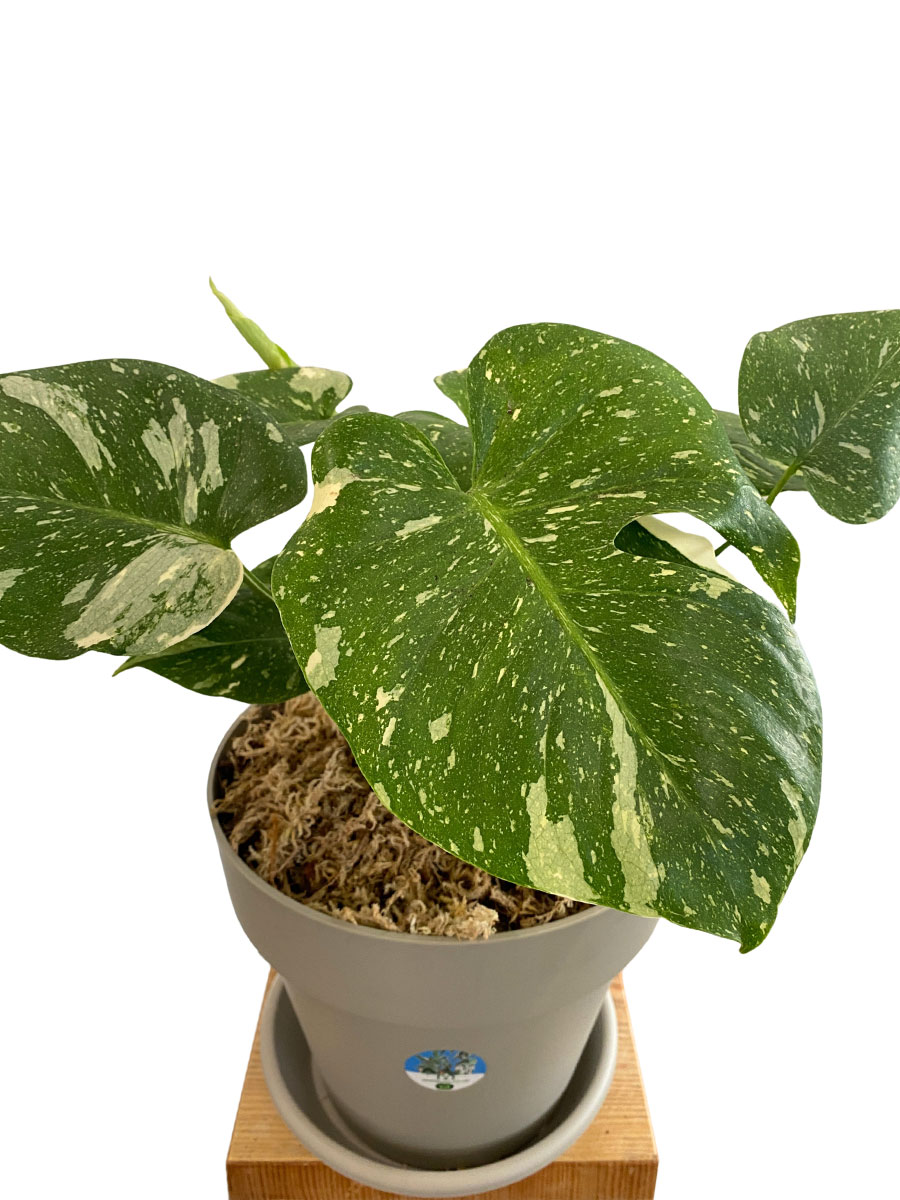 Monstera Thai Constellation