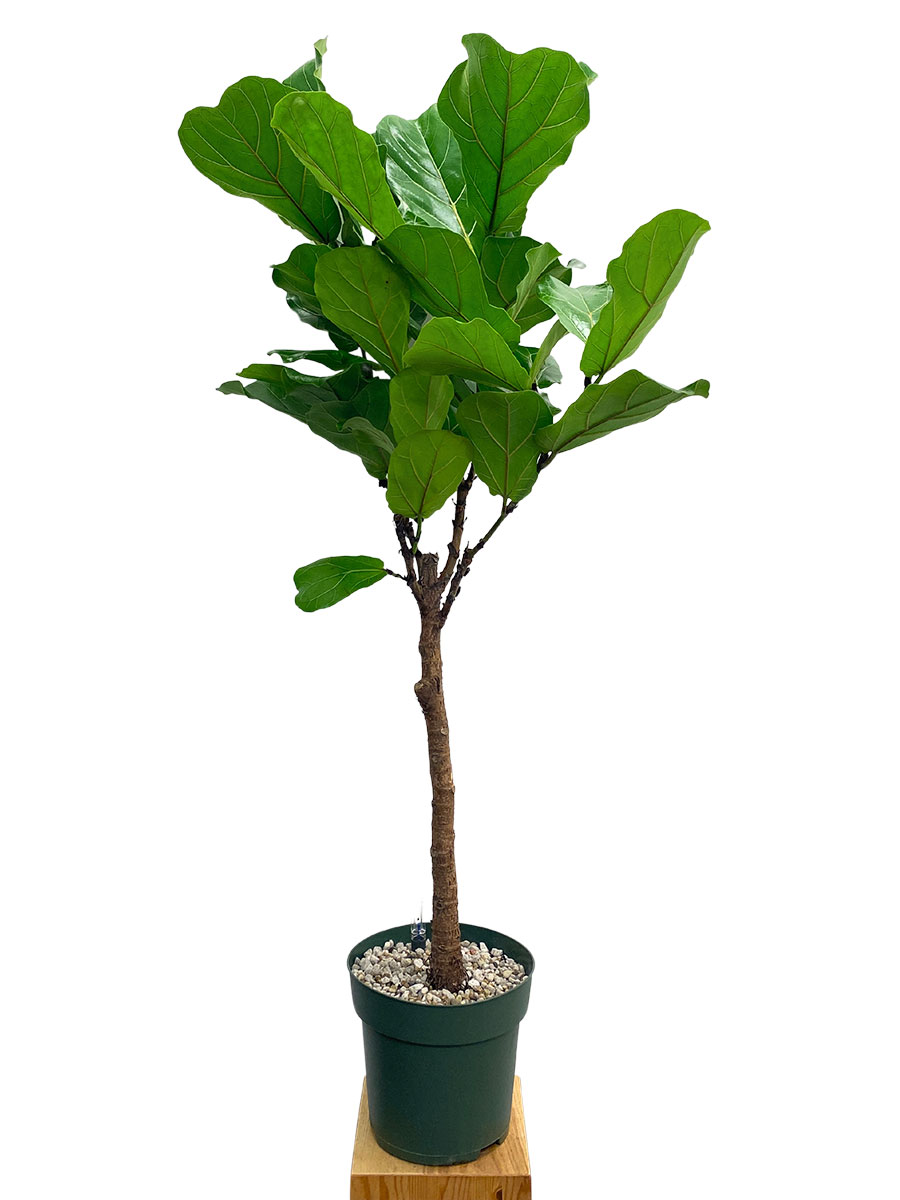 Geigenfeige Ficus lyrata Stamm 140cm Vulcastrat