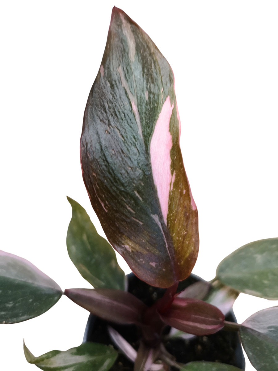 Philodendron Pink Princess