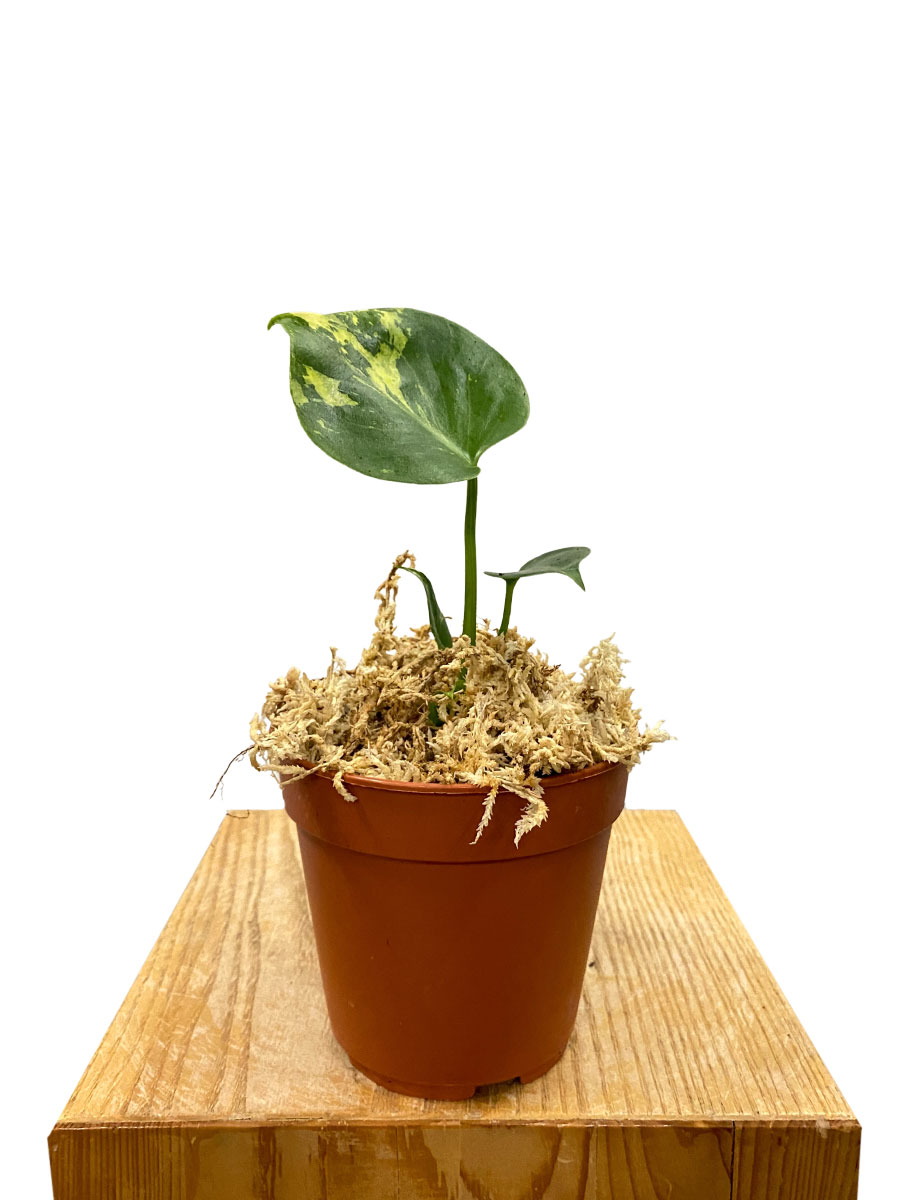 Baby Monstera Aurea Variegata
