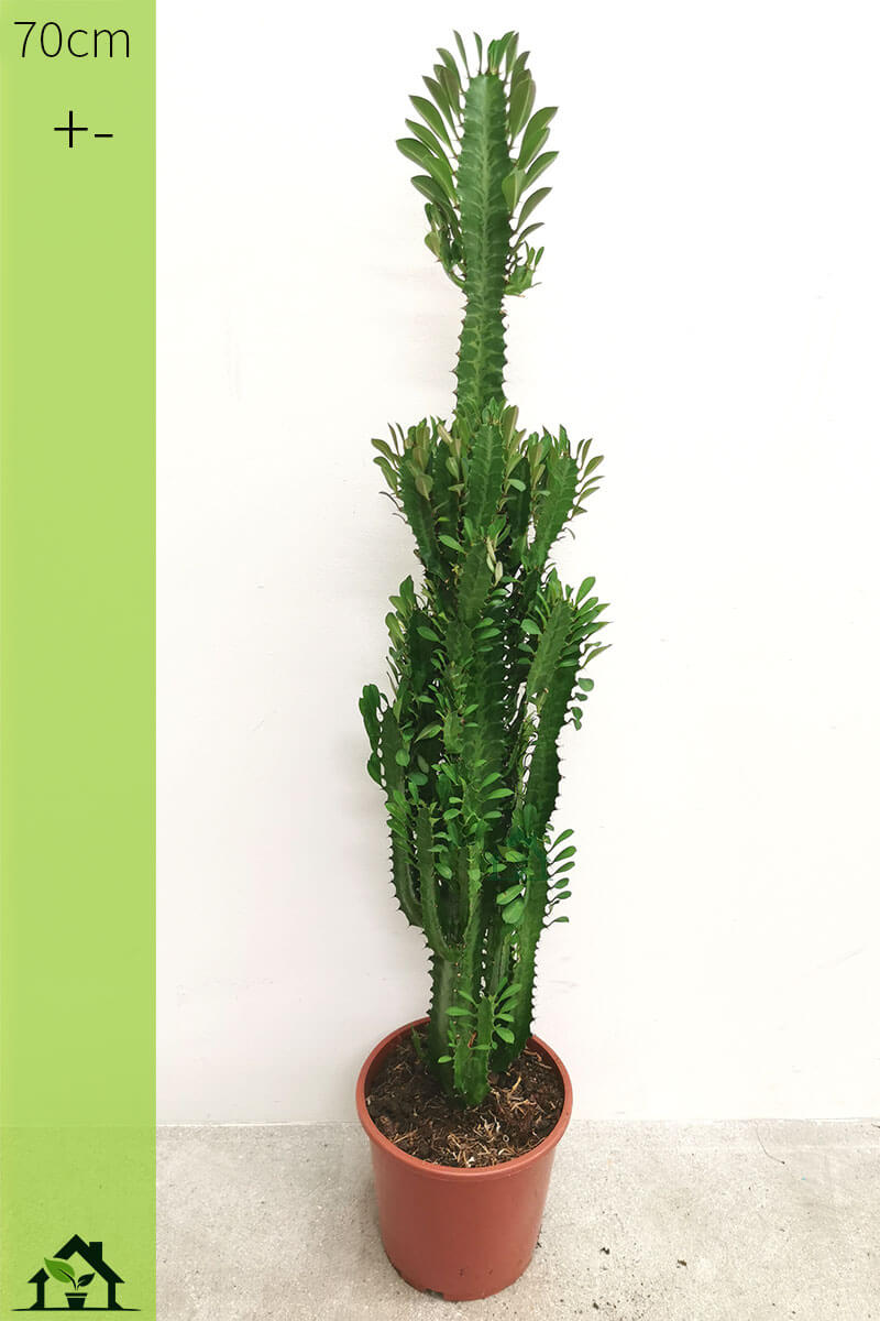 Euphorbia trigona 70cm