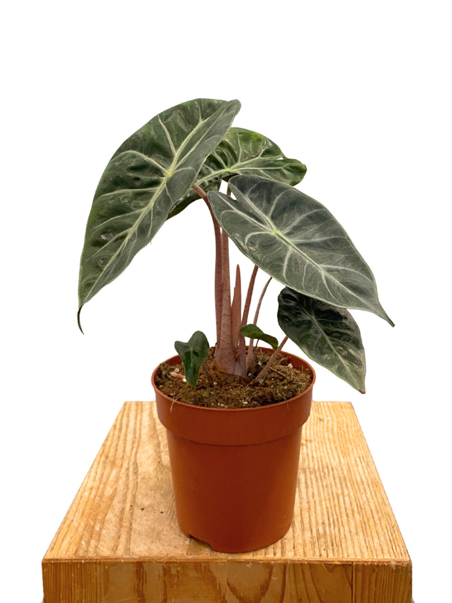 Alocasia Rosa Dragon