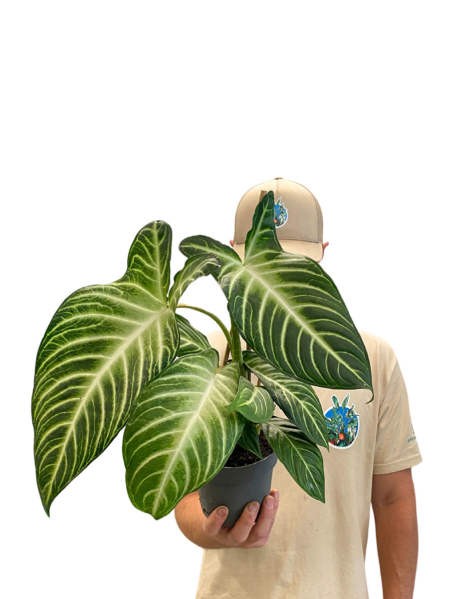 Xanthosoma Lindenii Angel Wing