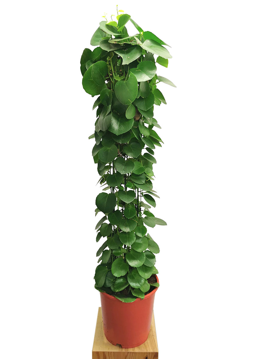 Wachswein Cissus rotundifolia 120cm