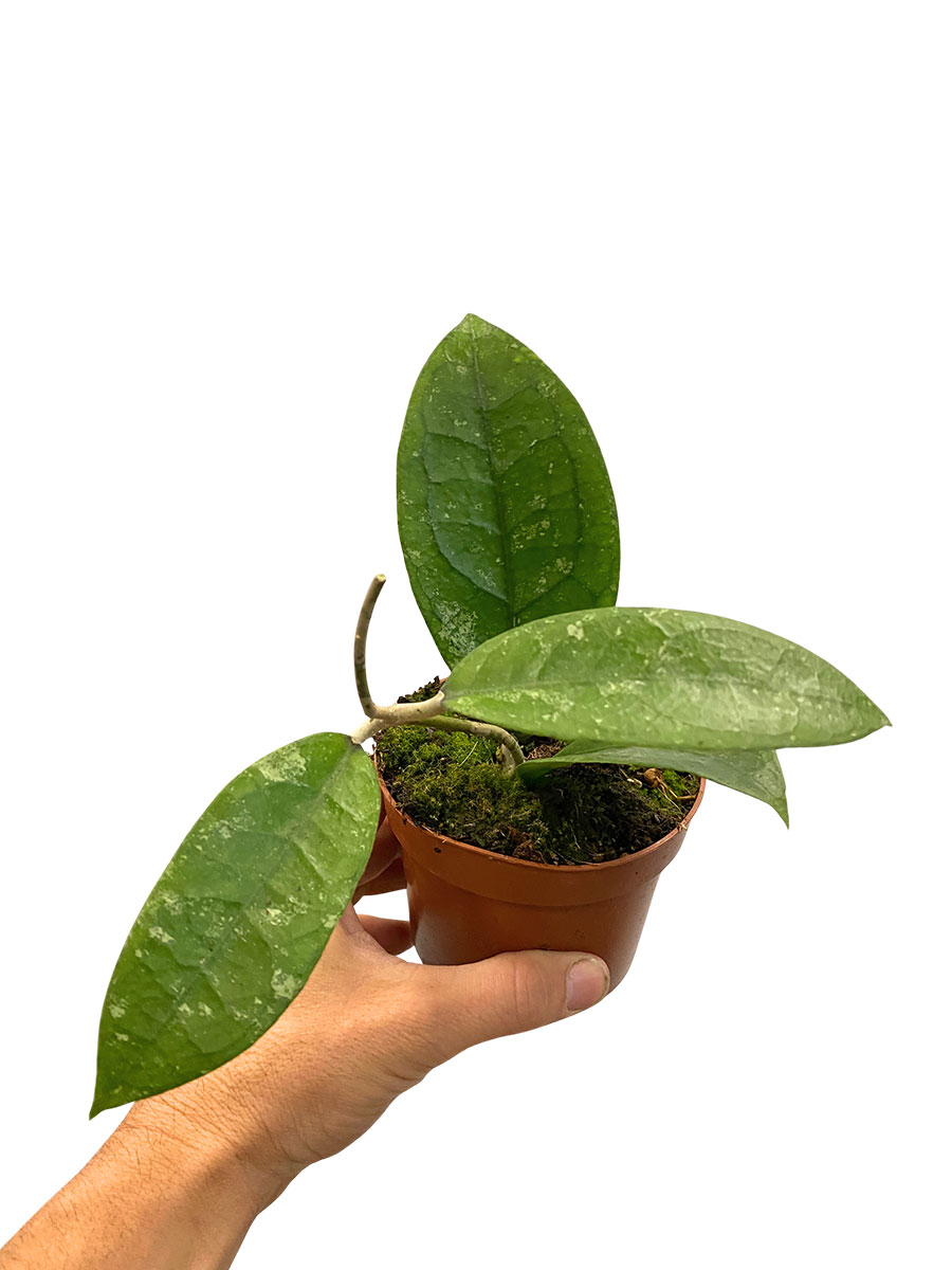 Hoya Aff. Vitellina