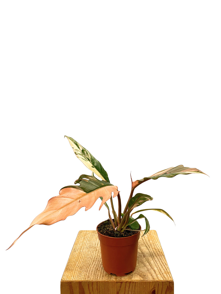 Philodendron Caramel Marble