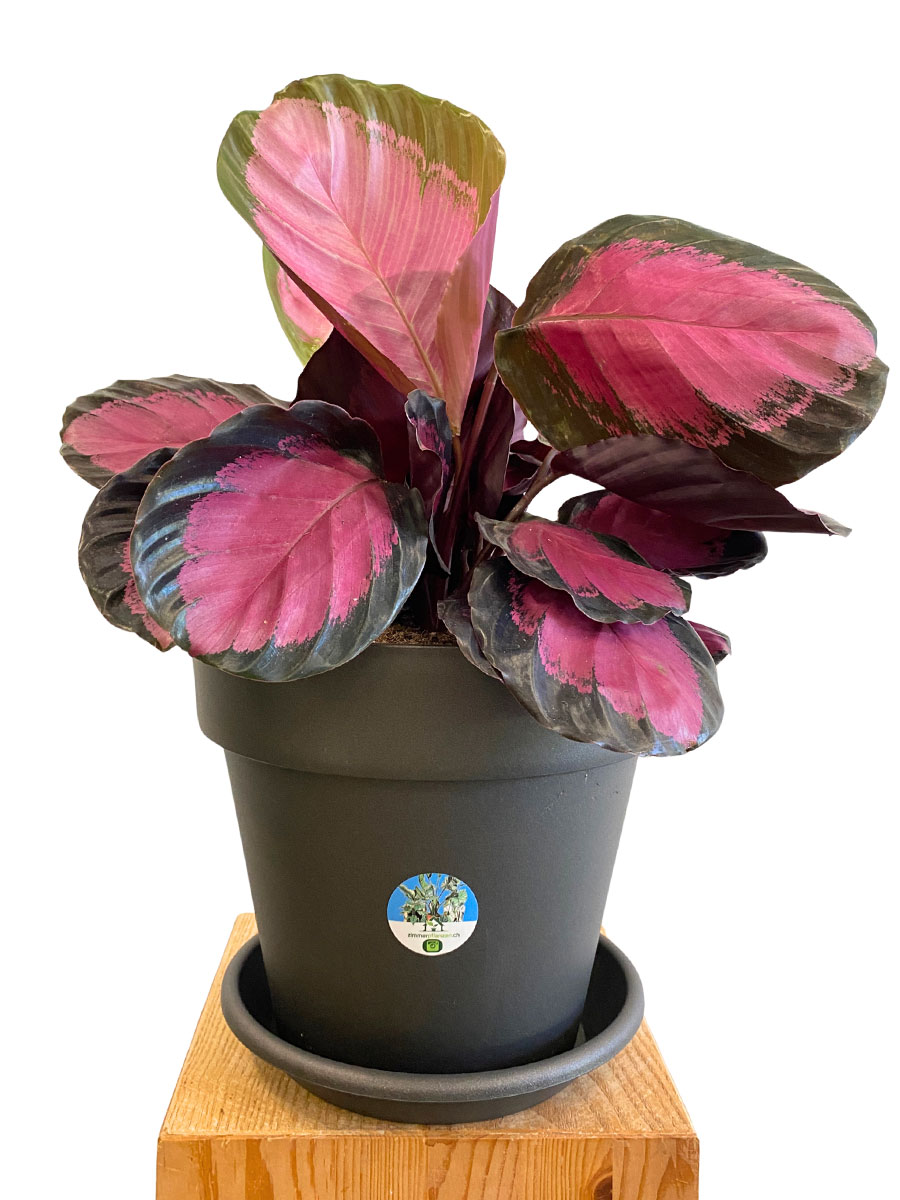  Calathea Roseopicta Crimson