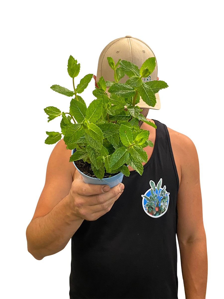 Bio Marokkanische Minze