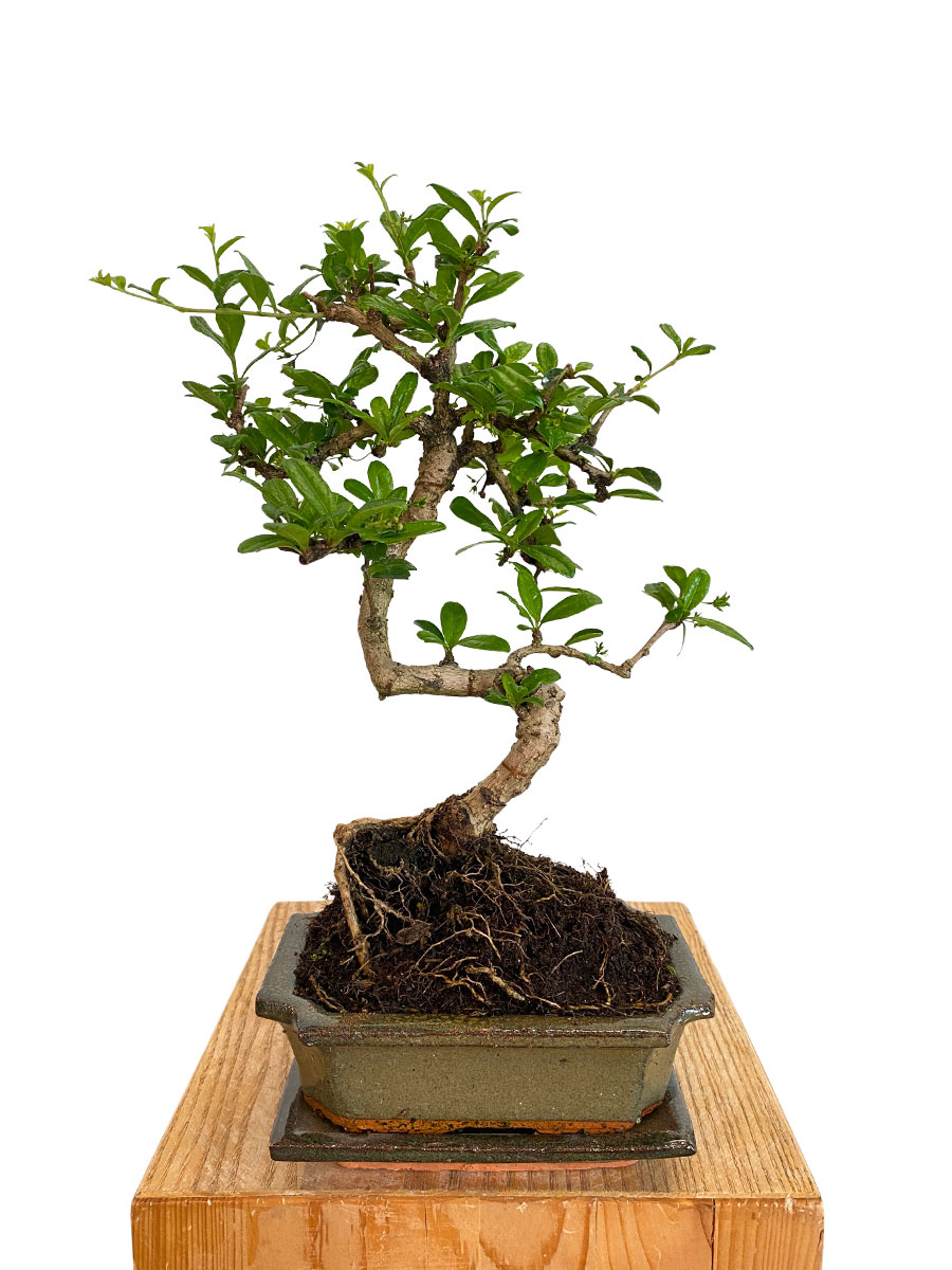 Bonsai Carmona Microphylla Schale 15cm