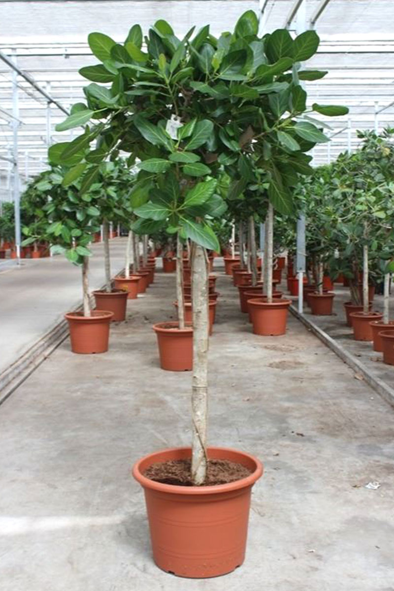 Banyanbaum Ficus Benghalensis - Gross