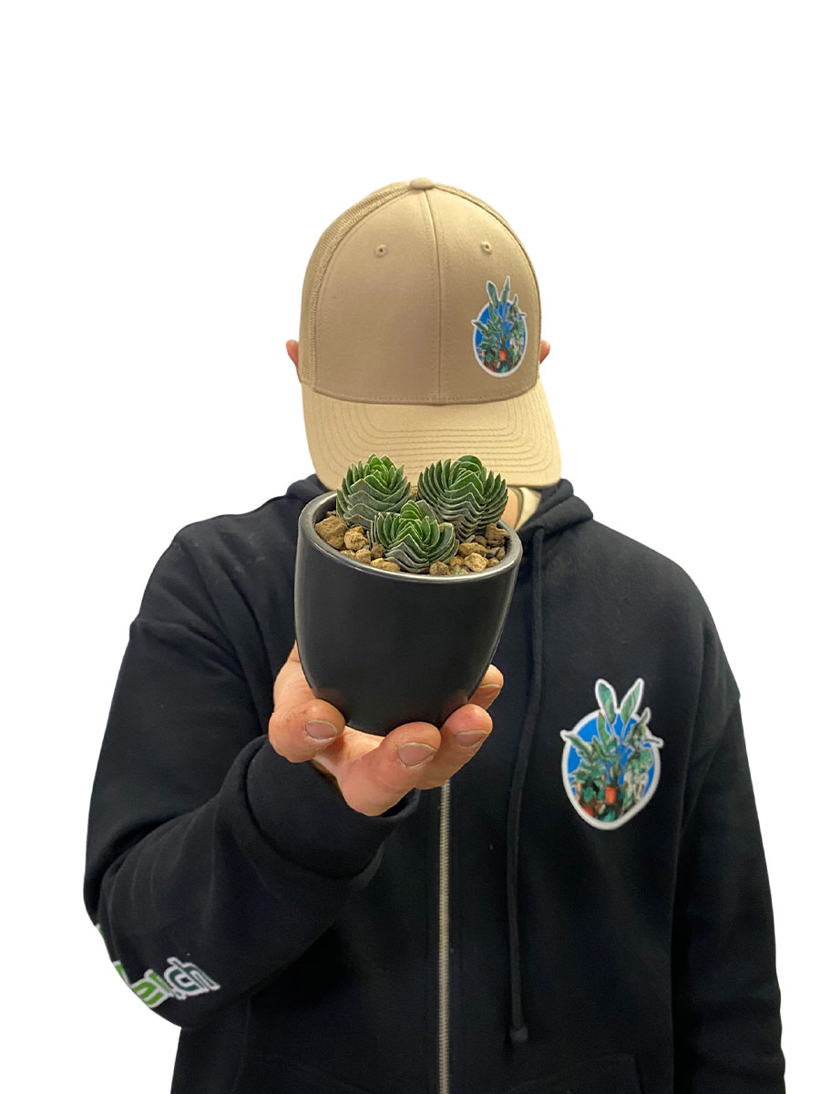 Crassula Buddha's Temple Keramik