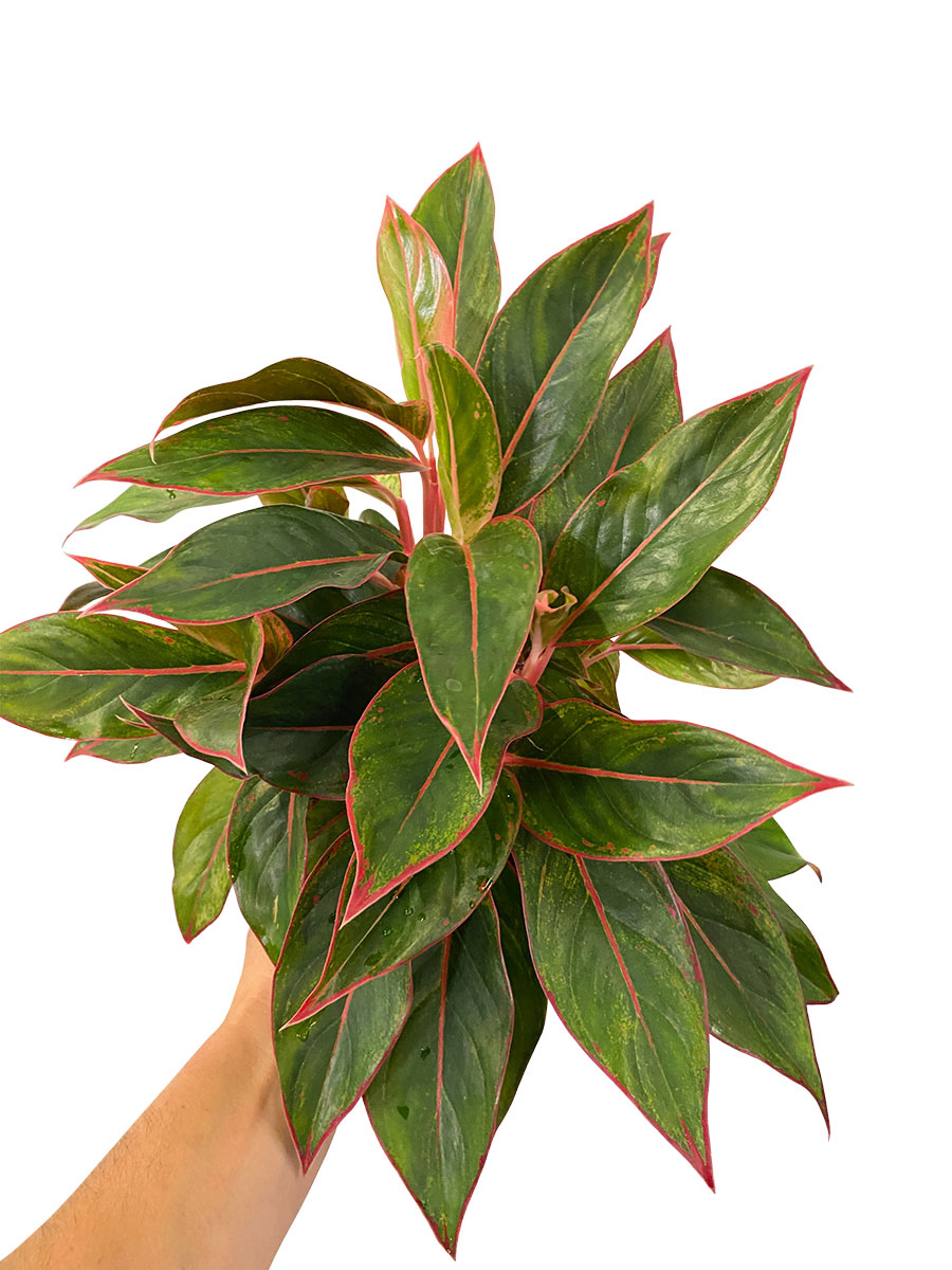 Aglaonema Jungle Red XL
