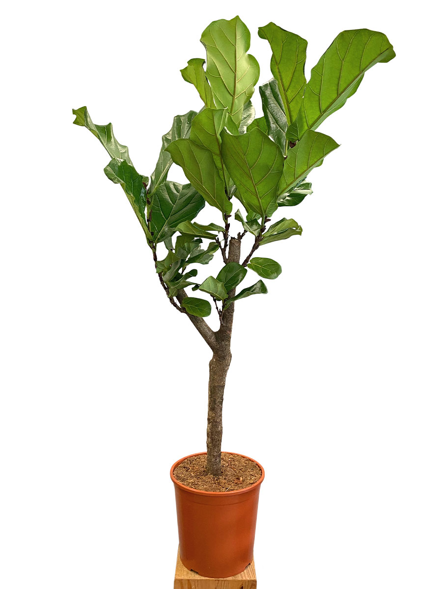 Ficus lyrata Stamm 160cm