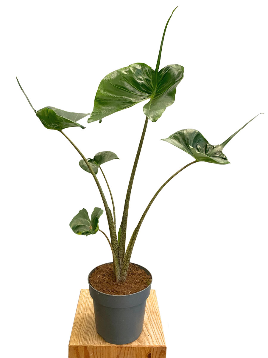 Alocasia Macrorrhiza Stingray