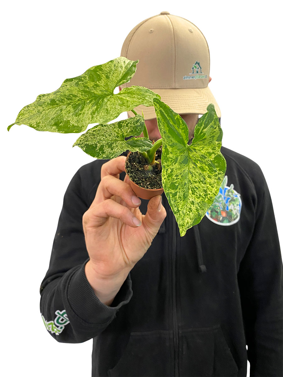 Baby Syngonium Mottled