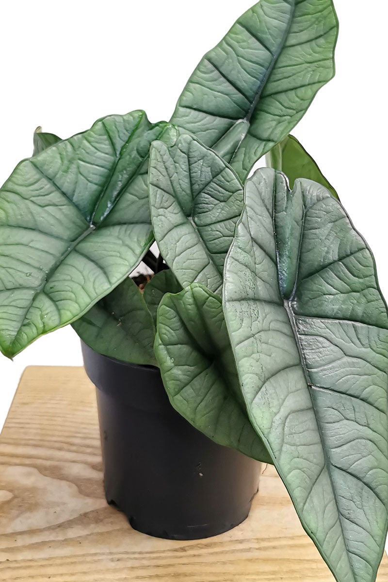 Alocasia Platinum