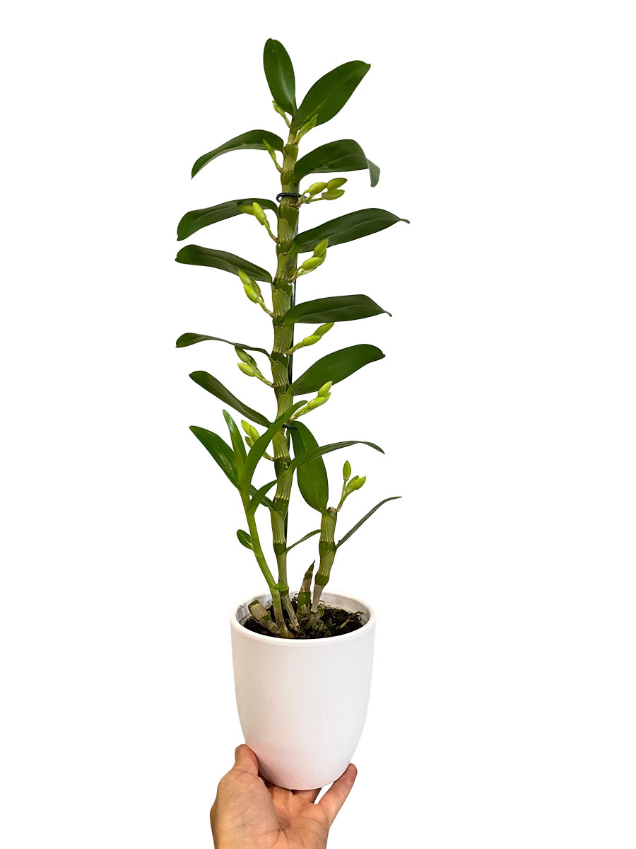 Dendrobium Nobile Apollon in Keramik