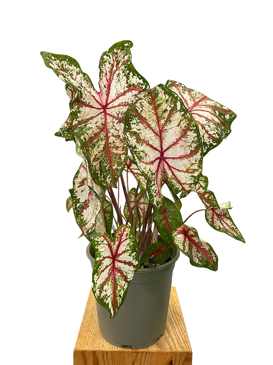 Caladium Tapestry XL
