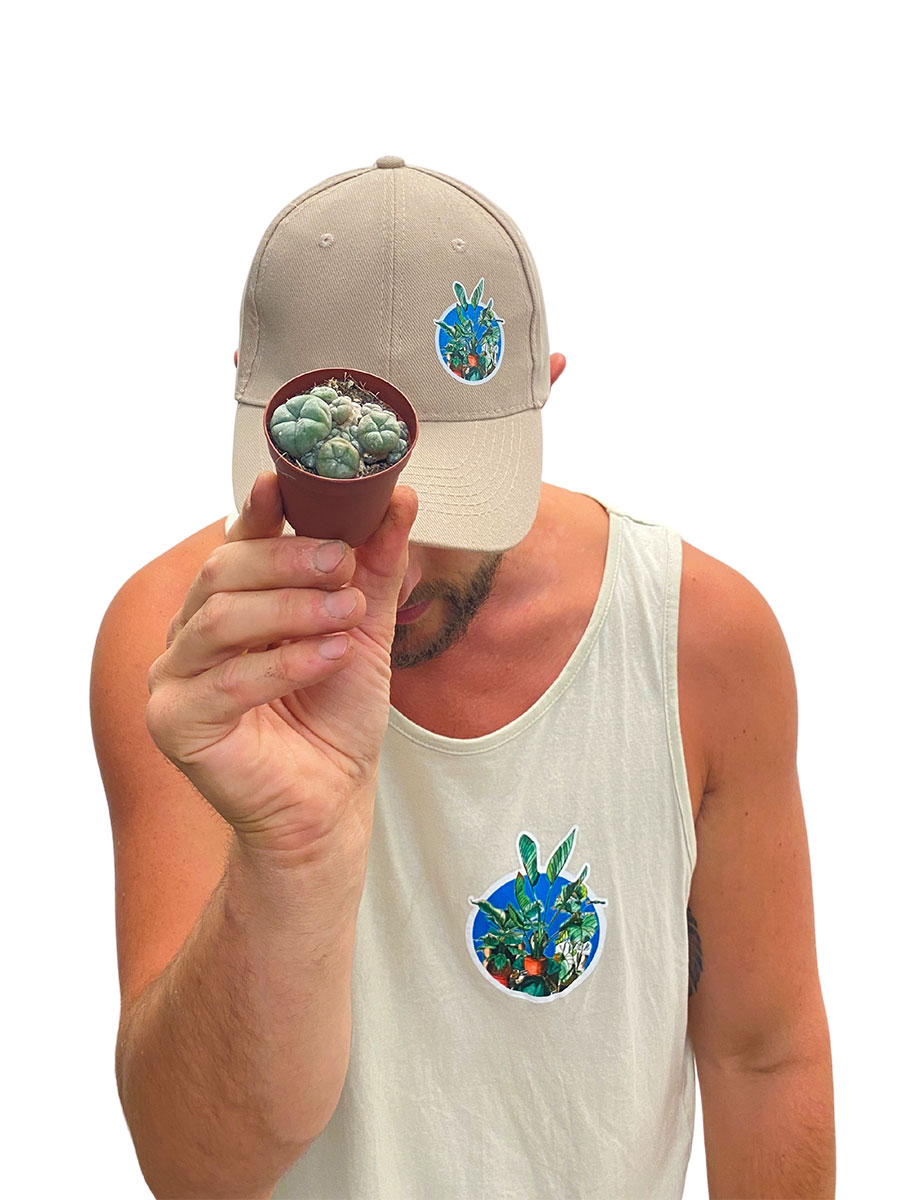 Baby Peyote Kaktus Lophophora Williamsii