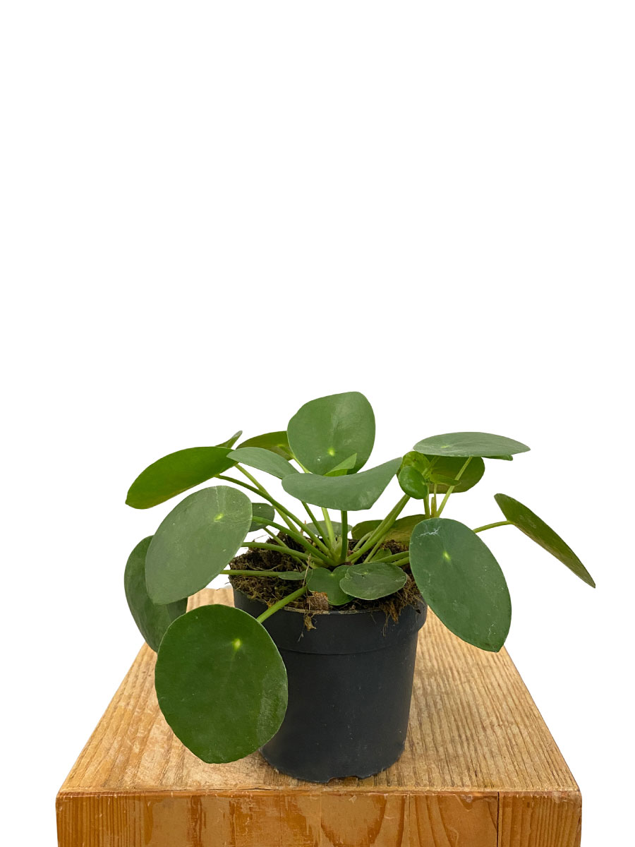 Ufopflanze Pilea Peperomoides - Ø10.5 cm