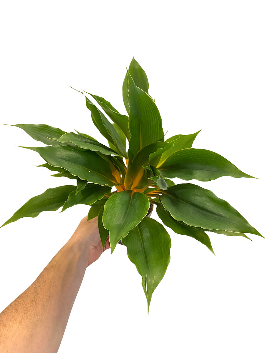 Chlorophytum Green Orange