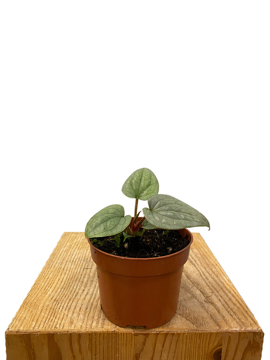 Baby Anthurium Luxurians