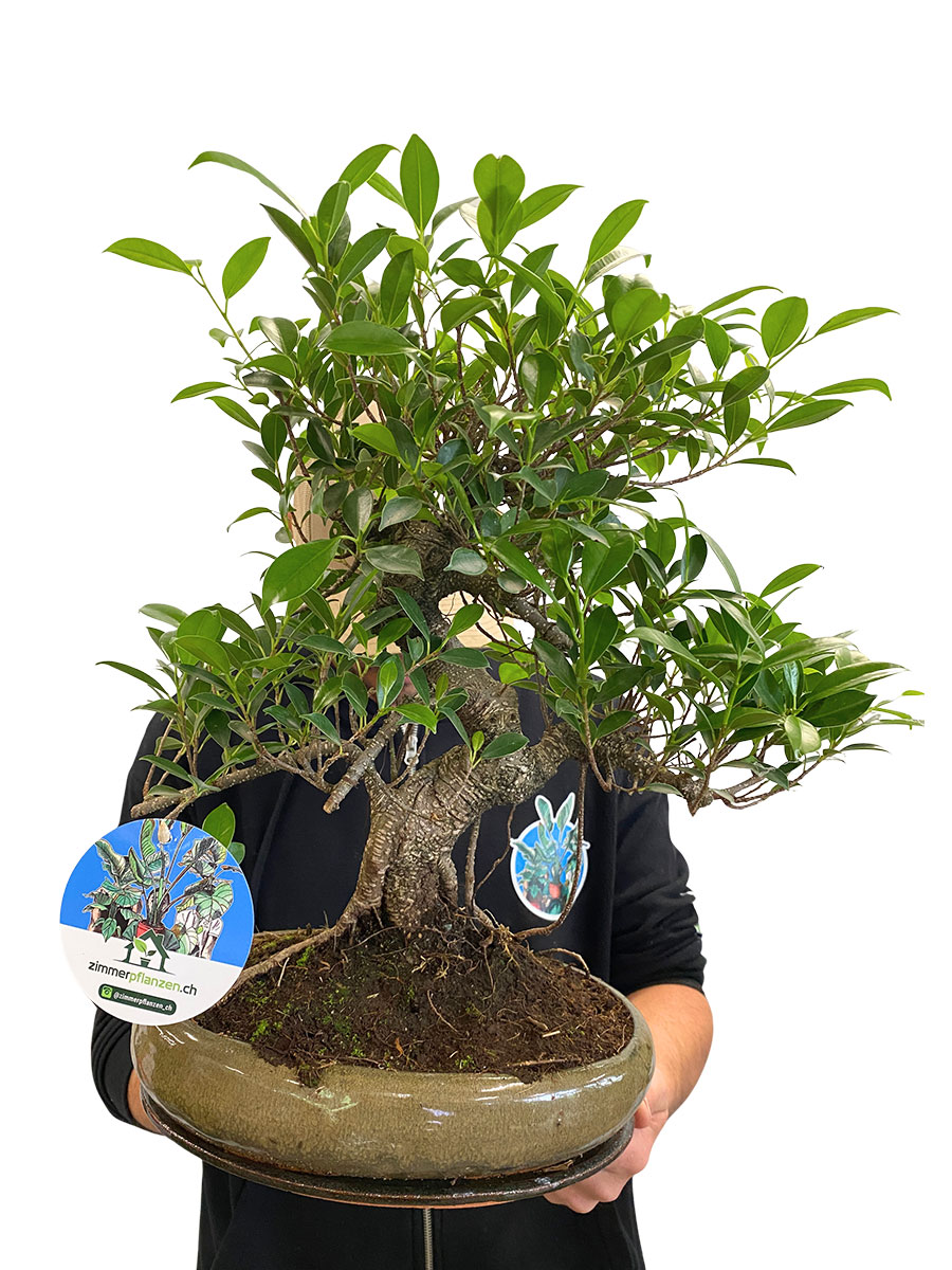 Bonsai - Ficus Retusa