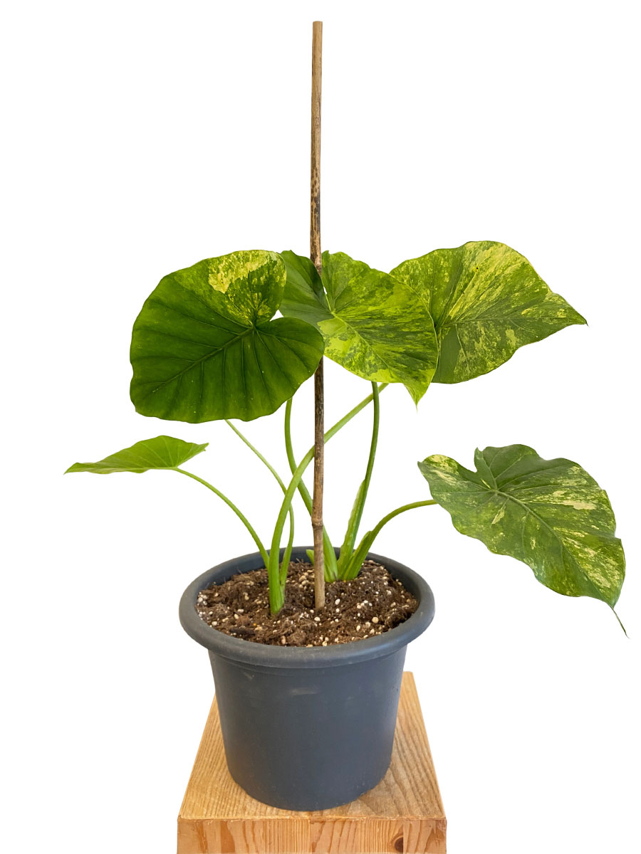Alocasia Macrorrhiza Aurea
