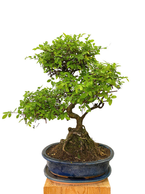 Bonsaï Zelkova Serrata