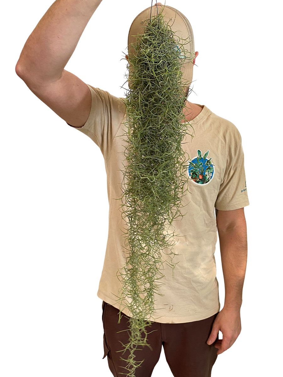 Tillandsia Usneoides Grey XL