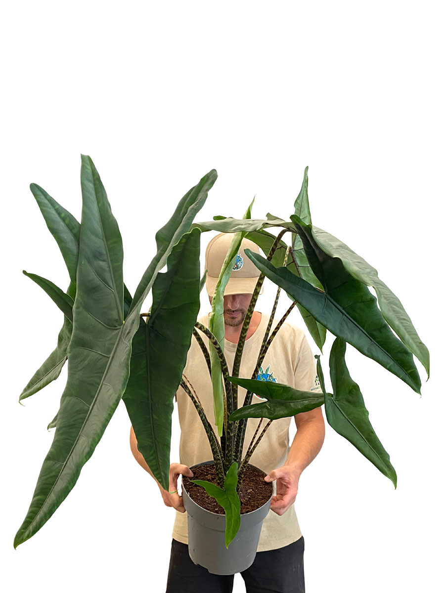 Alocasia Tigrina