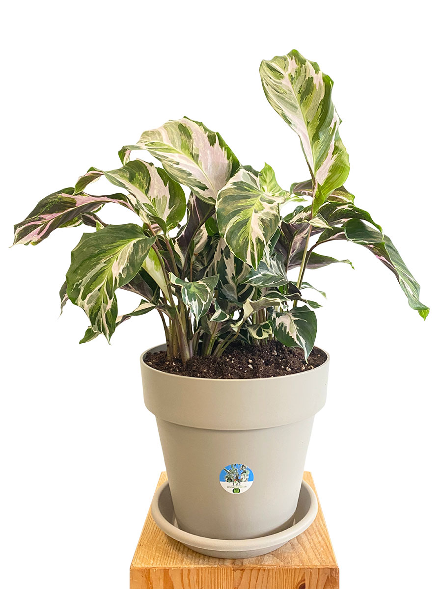 Calathea White Fusion - Gross