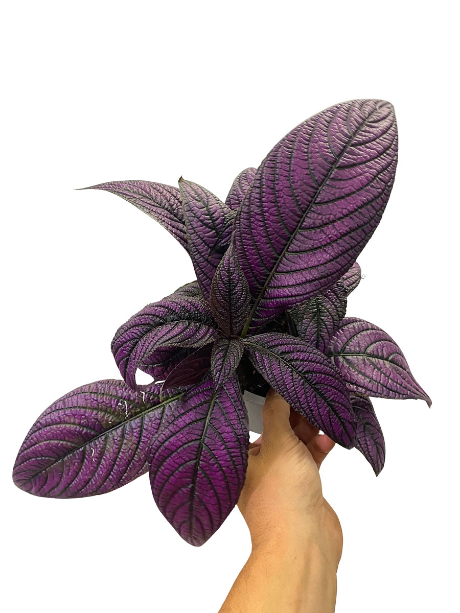 Strobilanthes Metallica