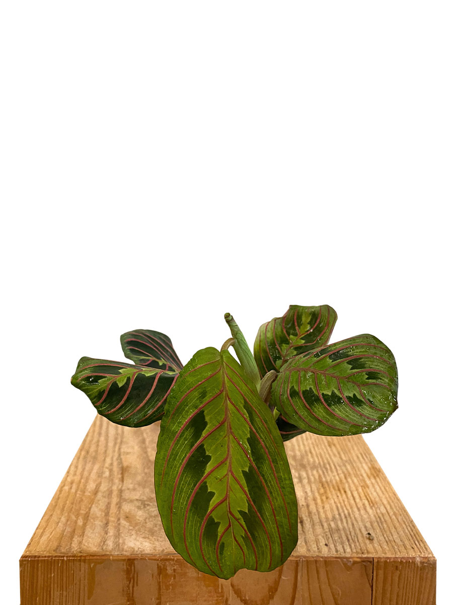 Baby Maranta Leuconeura Tricolor