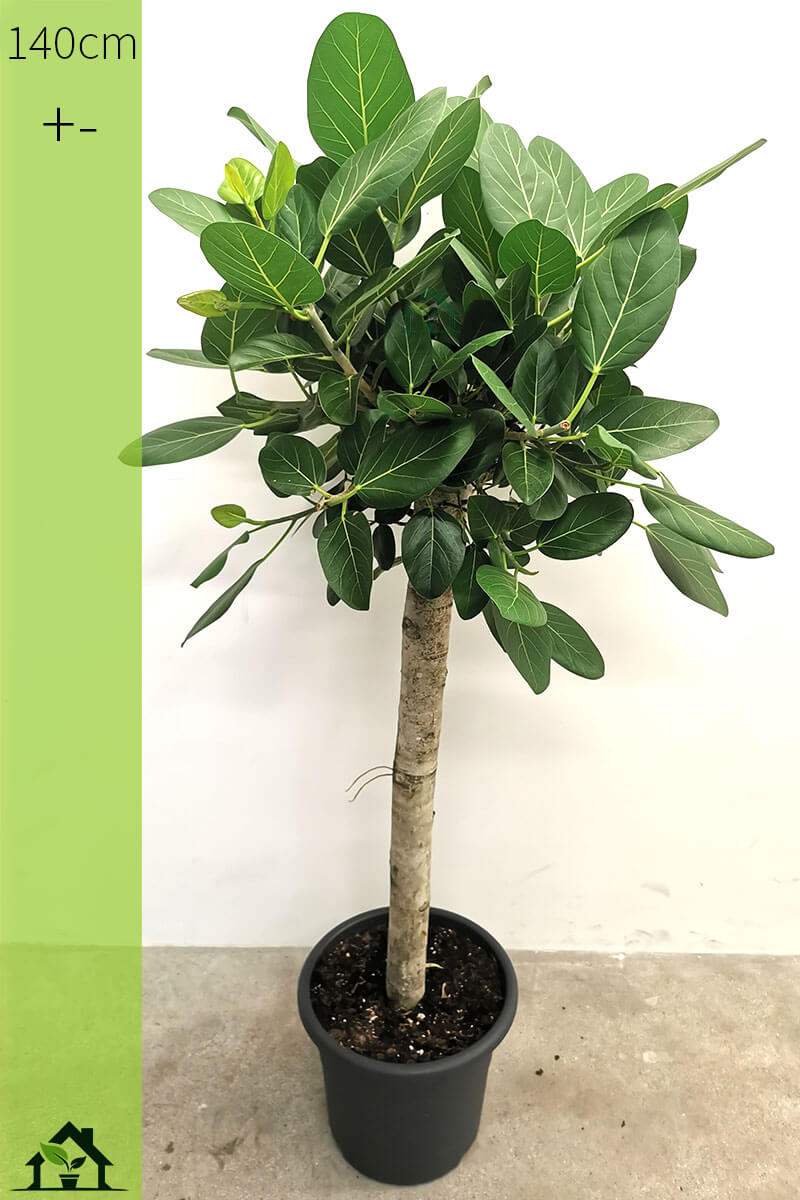 Banyanbaum Ficus benghalensis Stamm 140cm
