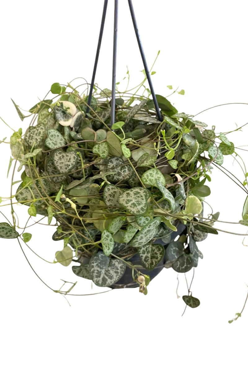 Hänger - Leuchterblume Ceropegia Woodii