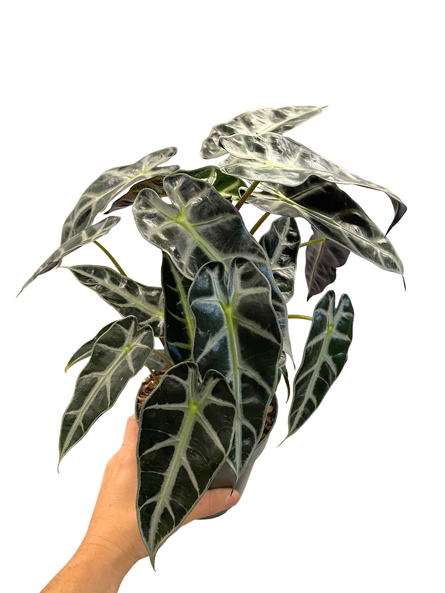 Alocasia Bambino Arrow