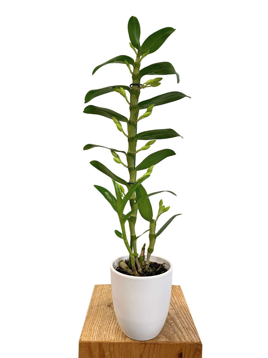 Dendrobium Nobile Apollon in Keramik