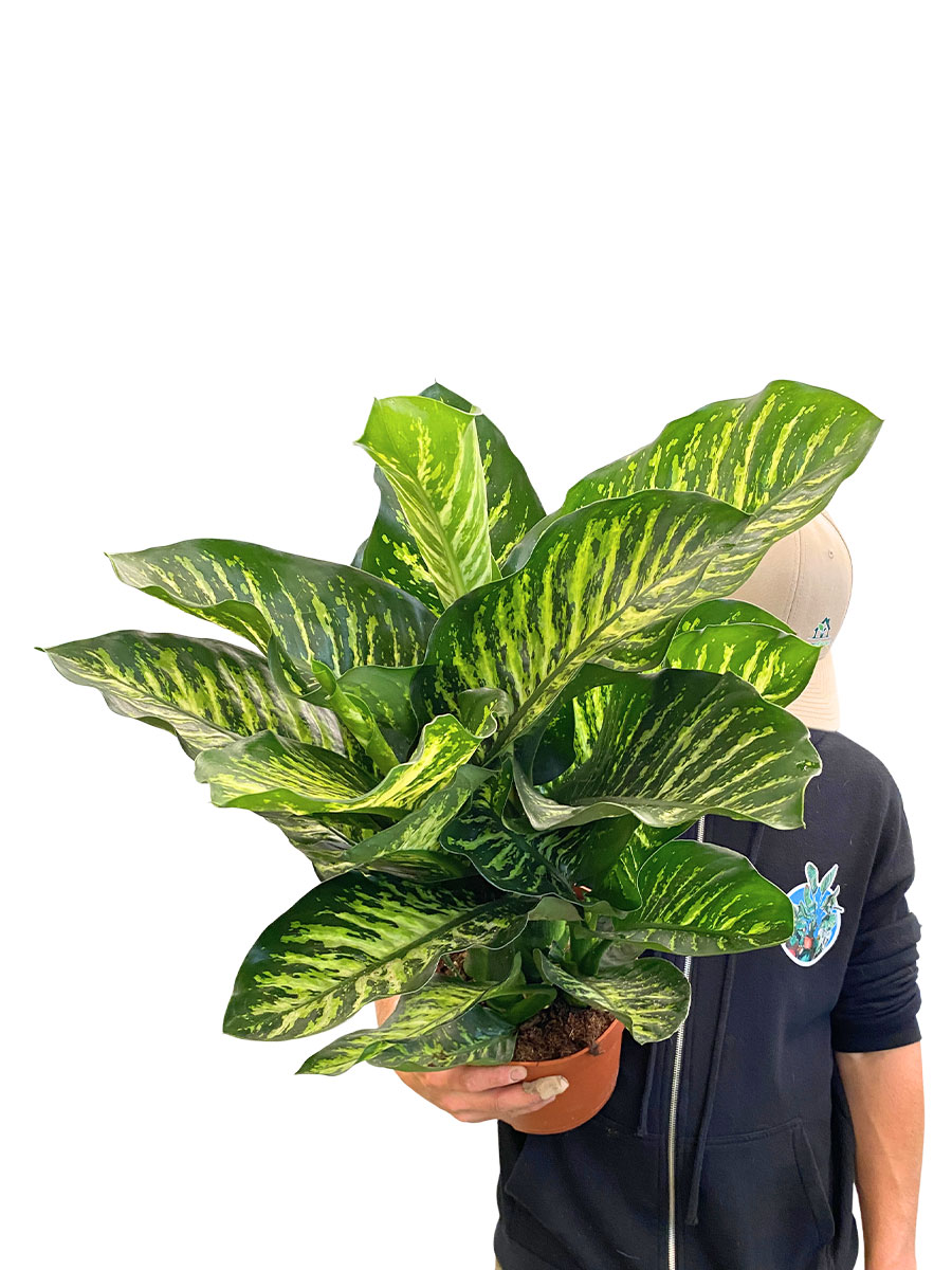 Dieffenbachia Seguine Marobe - Ø21 cm
