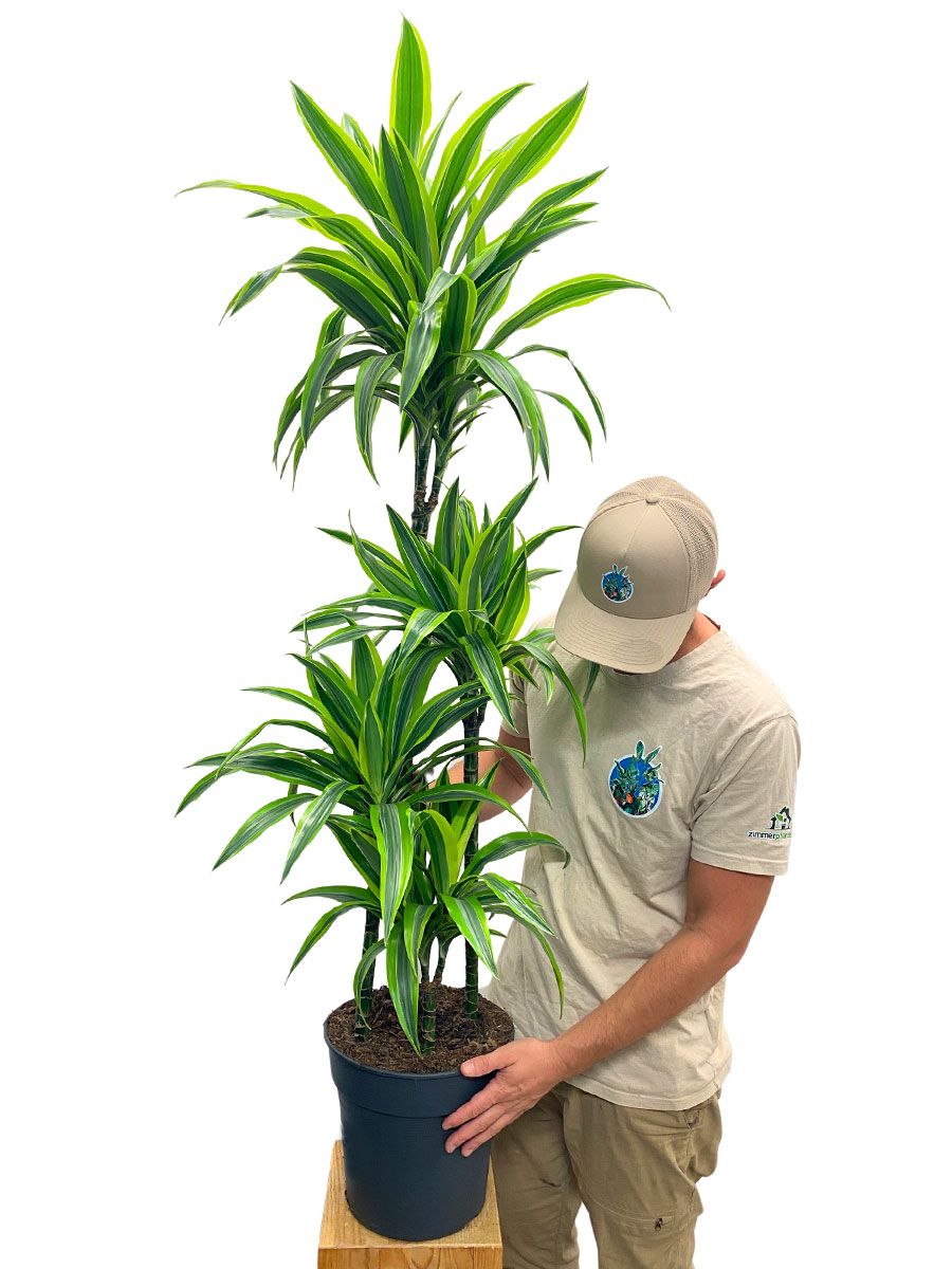 Dracaena Lemon Lime verzweigt