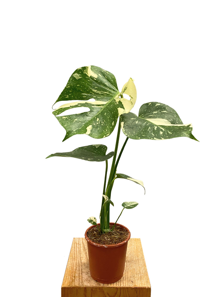 Monstera Deliciosa Variegata 30cm