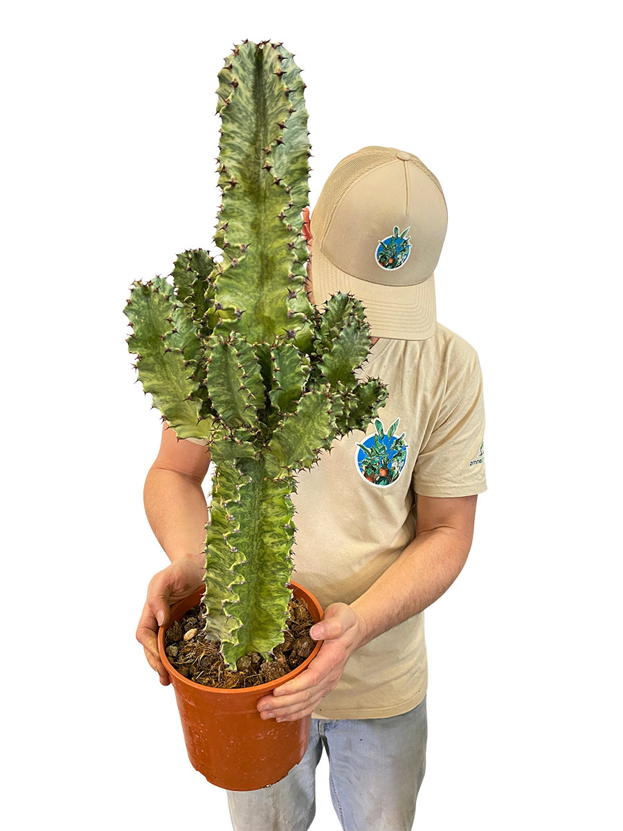 Euphorbia Variegata Marmorata