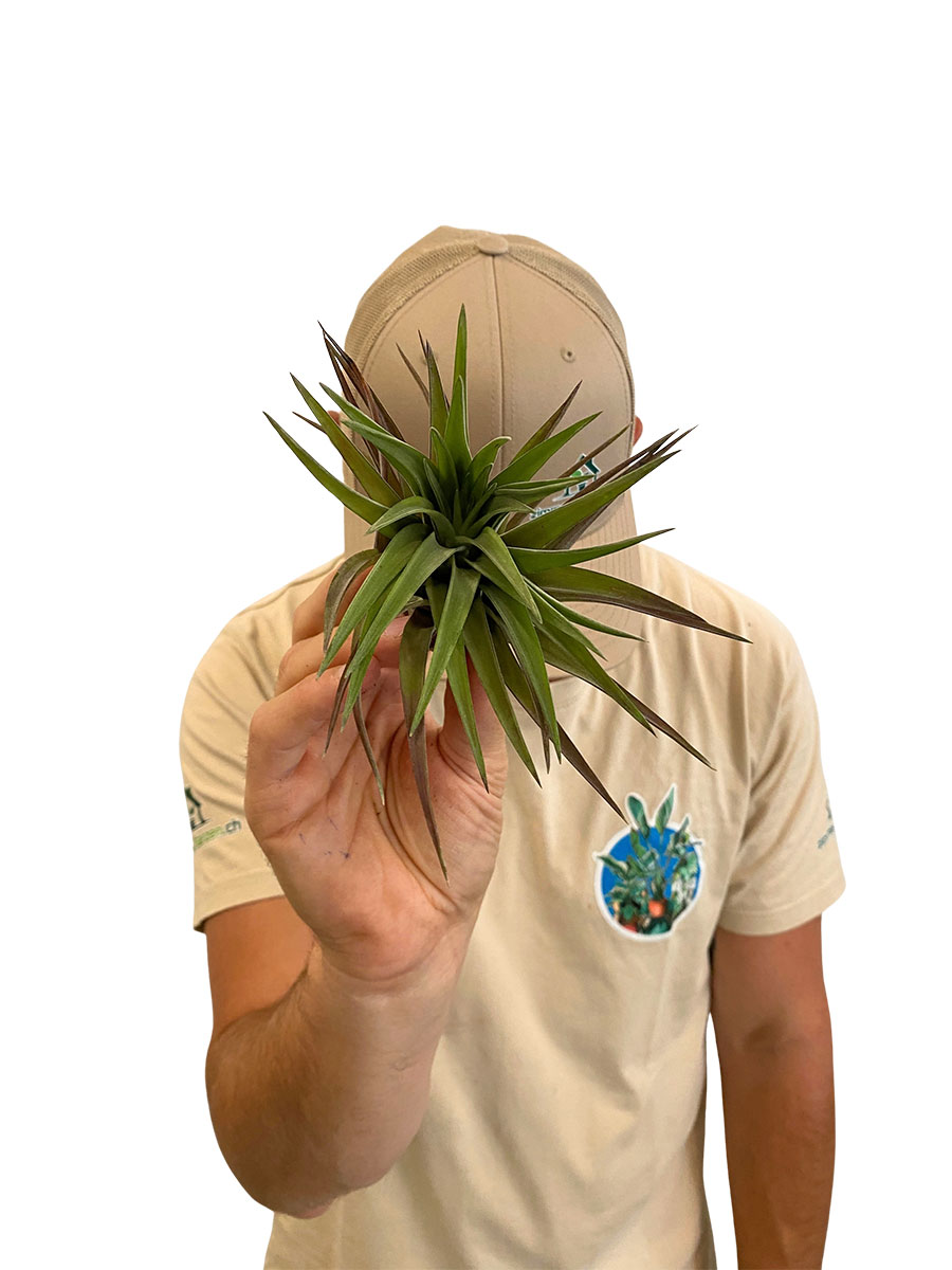 Tillandsia Cyanea Abdita