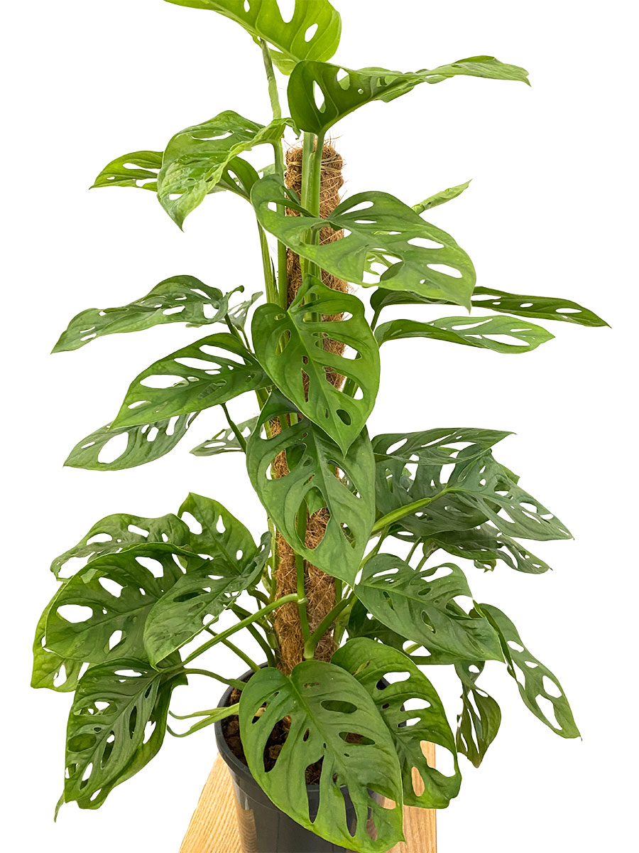 Monstera Monkey Leaf Moosstab