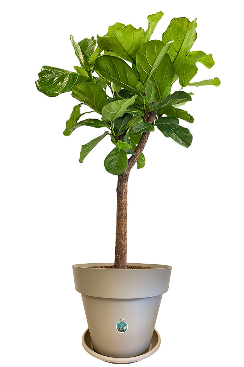 Geigenfeige Ficus lyrata Stamm