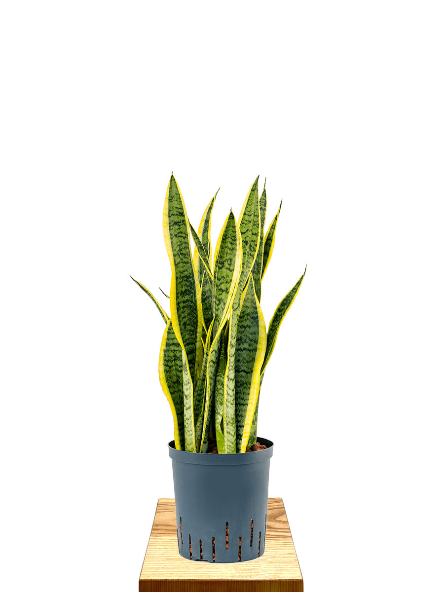 Hydro - Bogenhanf Sansevieria Laurentii