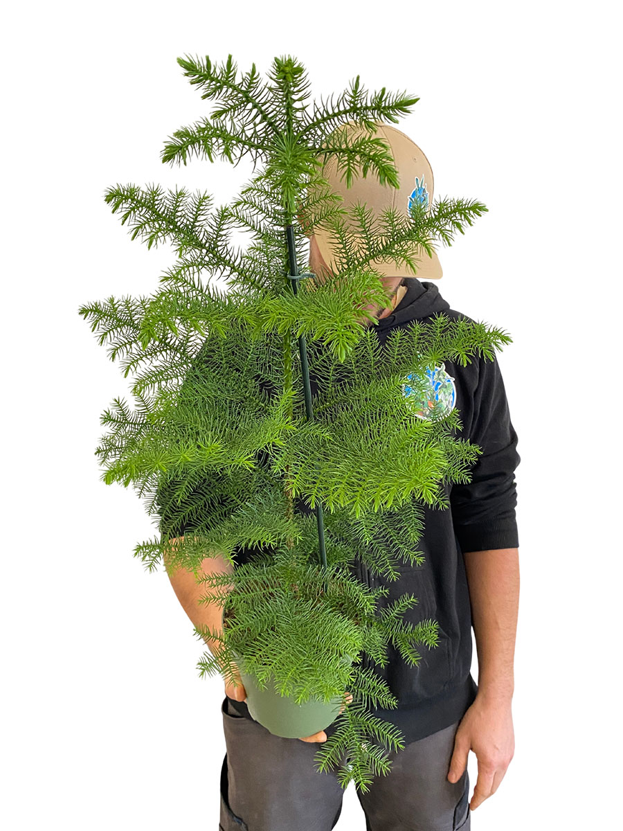 Zimmertanne Araucaria Heterophylla