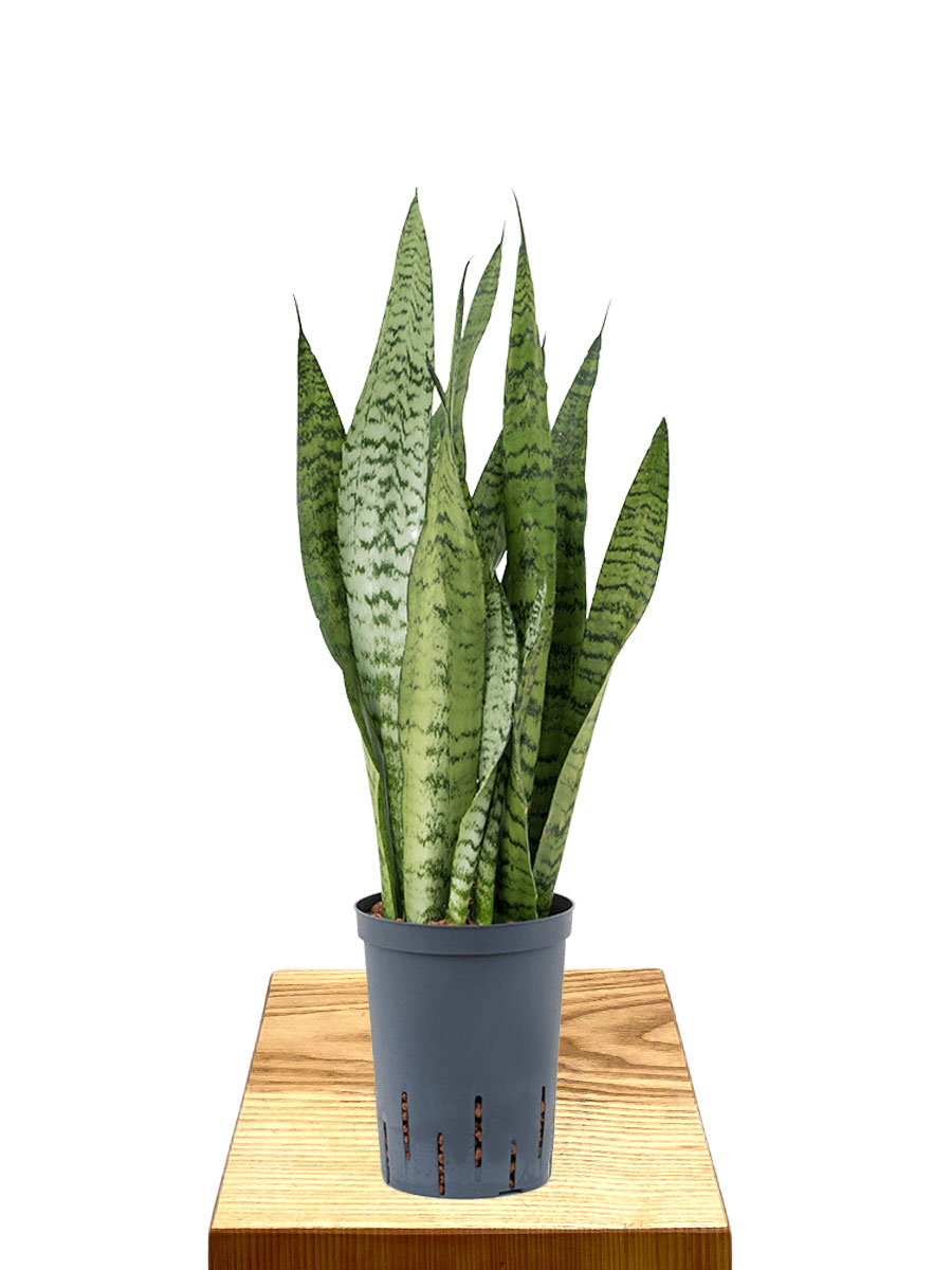 Hydro - Bogenhanf Sansevieria Zeylanica 