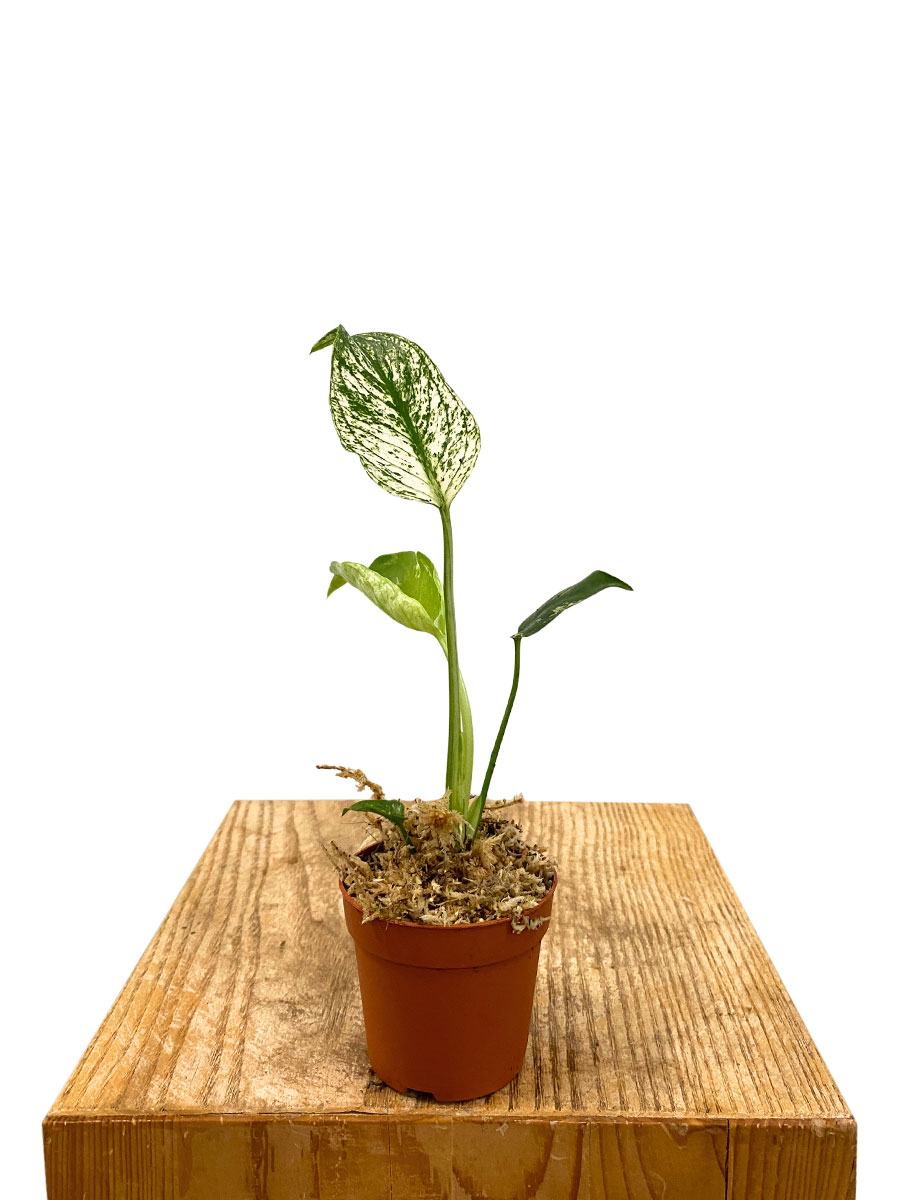 Baby Monstera Devil Monster - Ø7 cm