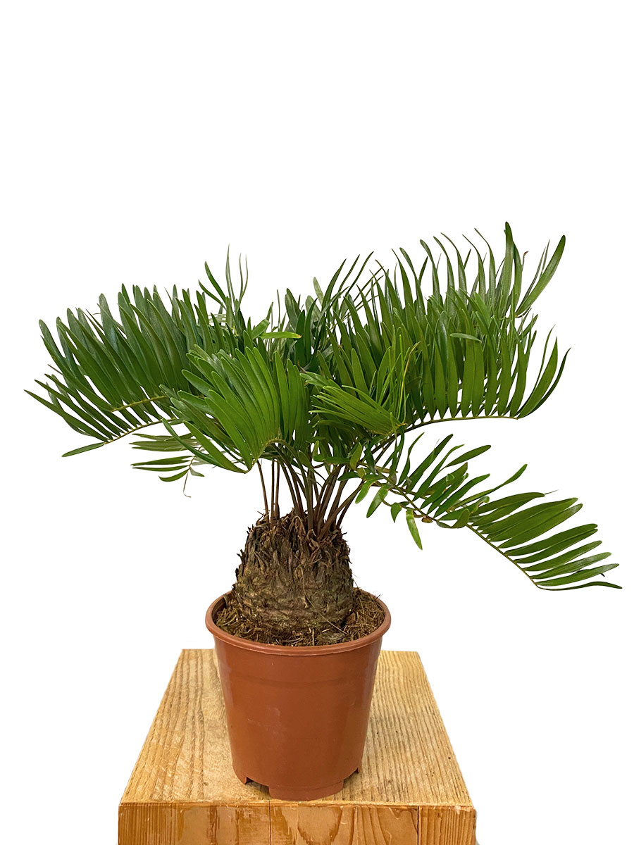 Zamia Floridiana